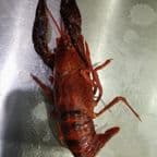 Best Crawfish in Aberdeen, MD