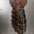 Best Lobster Tail in Aberdeen, MD